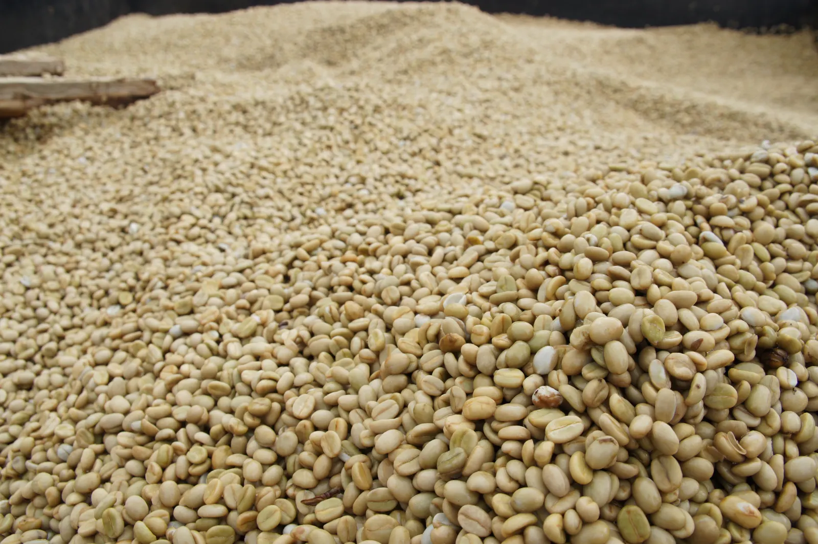 Green coffee beans ready for export