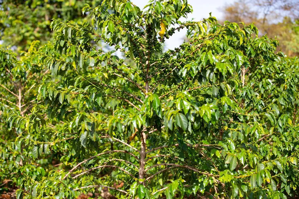 Coffee tree with green cherries on a farm